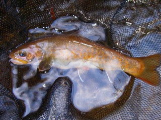 渓流釣り 渓流釣り