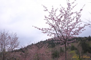 野麦峠桜
